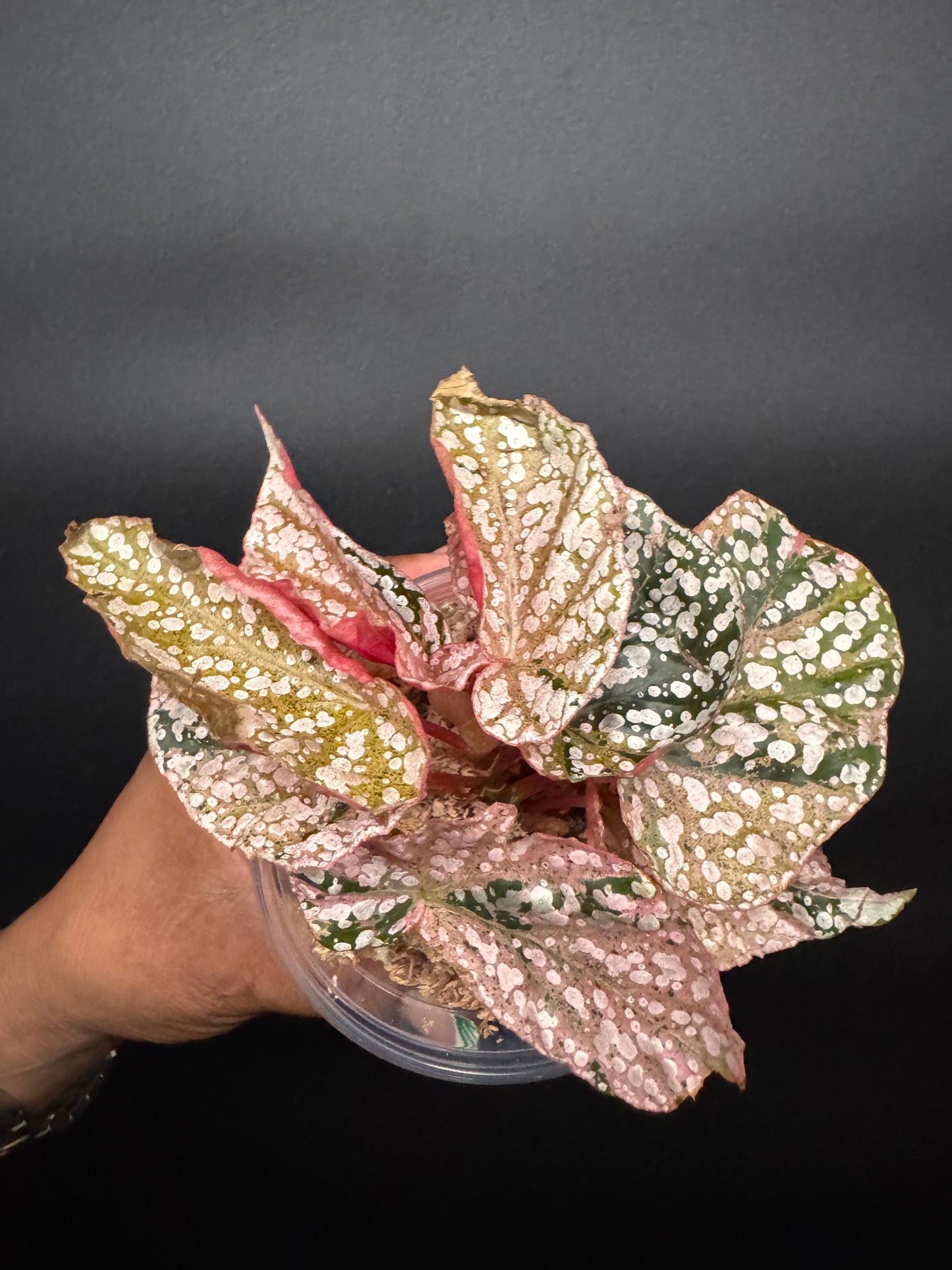 Variegated pink begonia snow capped