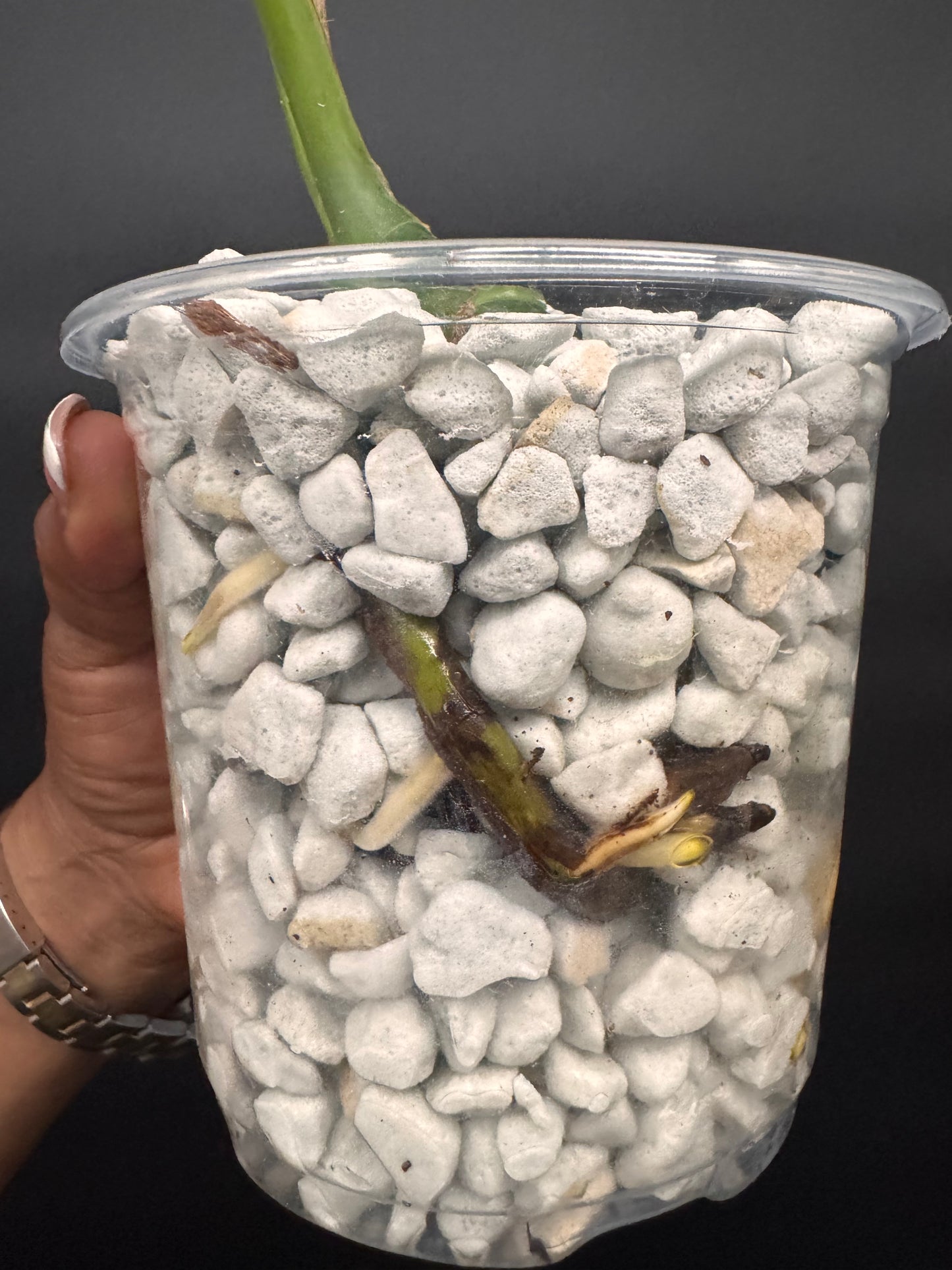 Variegated Monstera Brazilian Albo