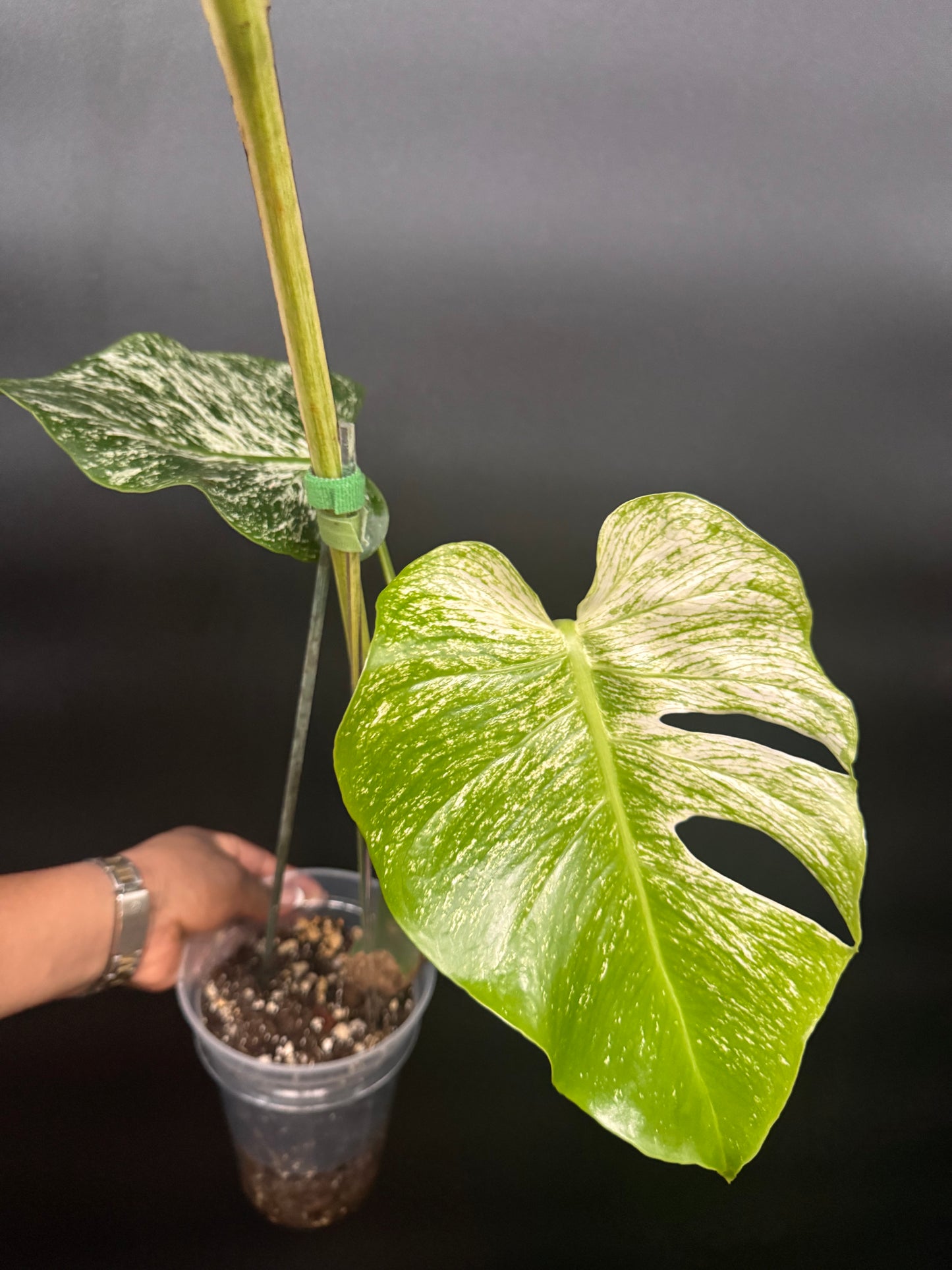 Top #1 Variegated Monstera Devil Monster🦄🦄