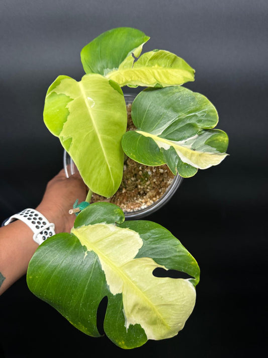 Variegated Monstera White Lava | Rare Aroid Collector’s Dream
