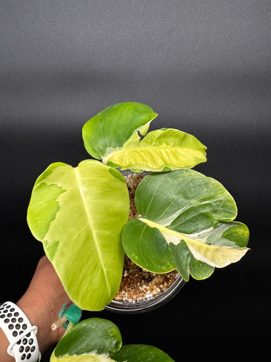 Variegated Monstera White Lava | Rare Aroid Collector’s Dream