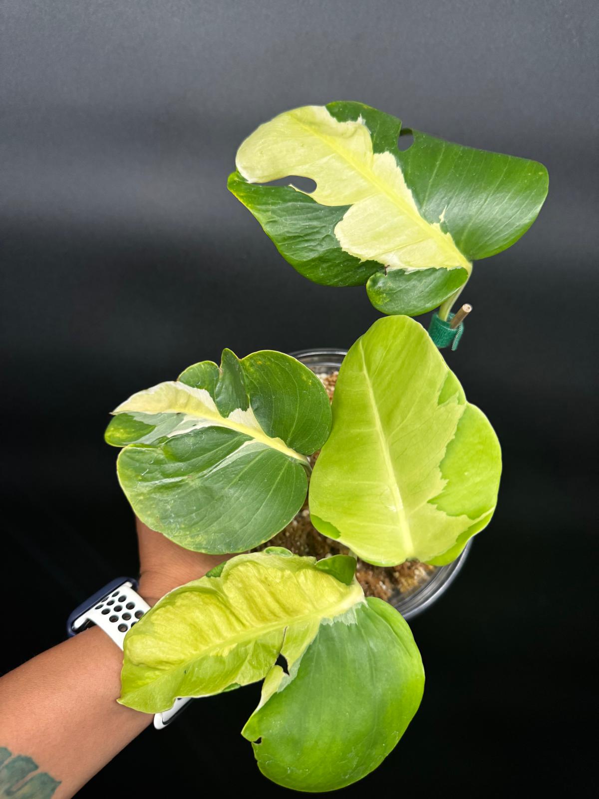 Variegated Monstera White Lava | Rare Aroid Collector’s Dream