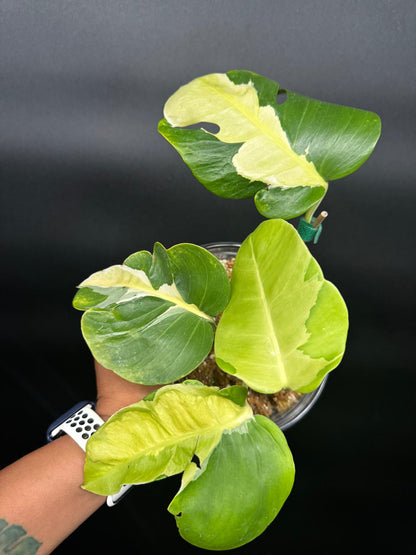 Variegated Monstera White Lava | Rare Aroid Collector’s Dream