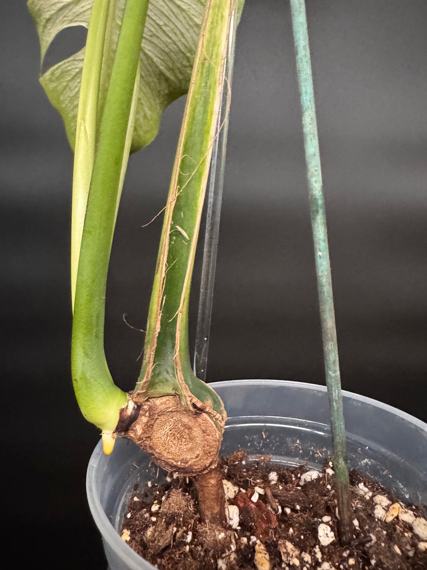 Top #1 Variegated Monstera Devil Monster🦄🦄