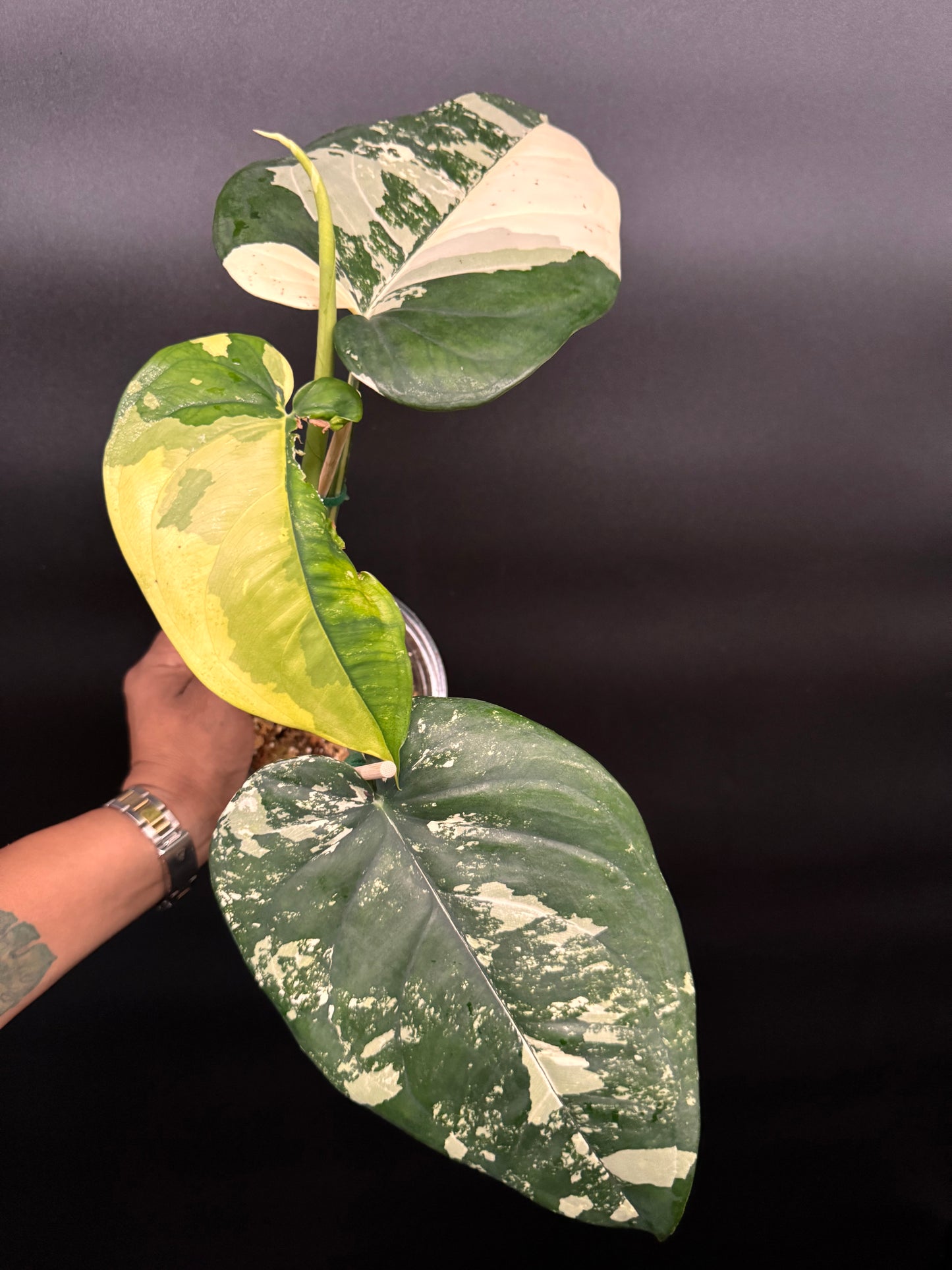 Huge variegated syngonium albo