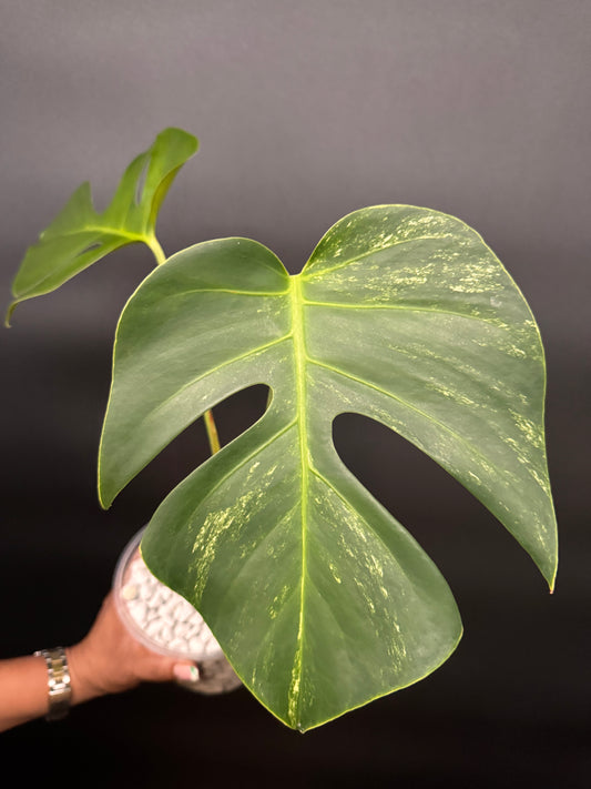 Variegated Monstera Brazilian Albo