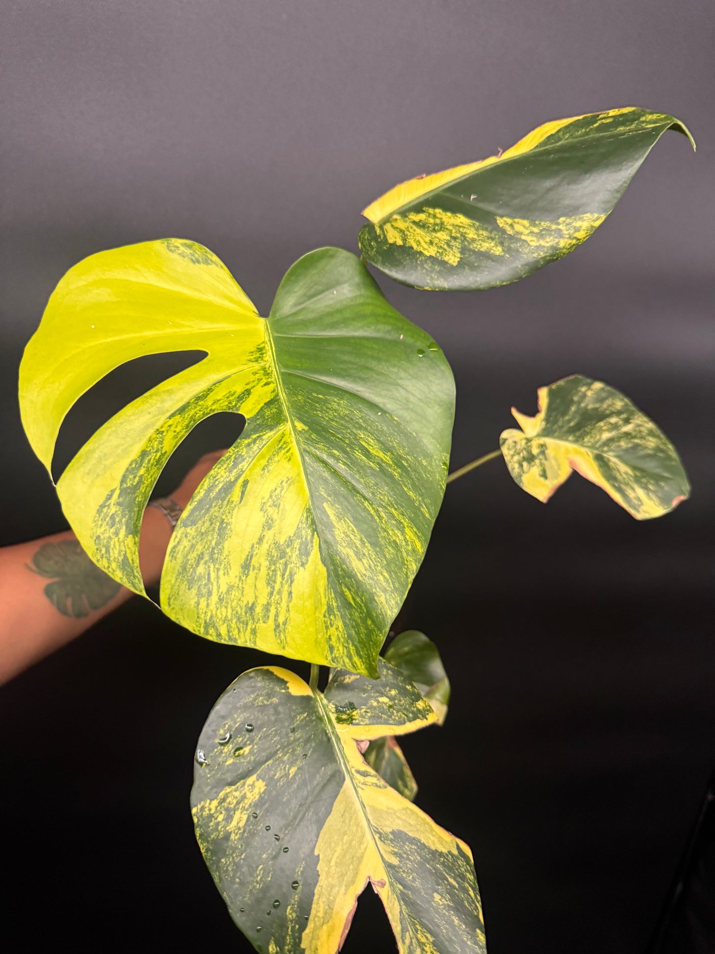 Variegated Monstera deliciosa Aurea Large Form