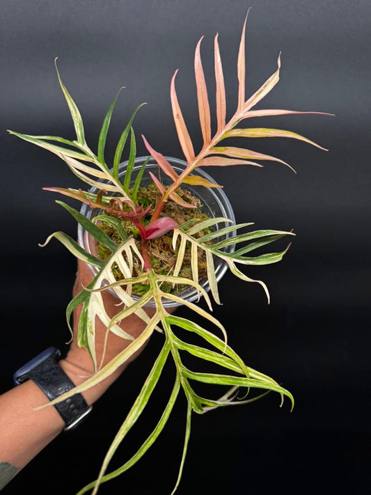 Variegated Philodendron True Tortum | Rare Tropical Climber