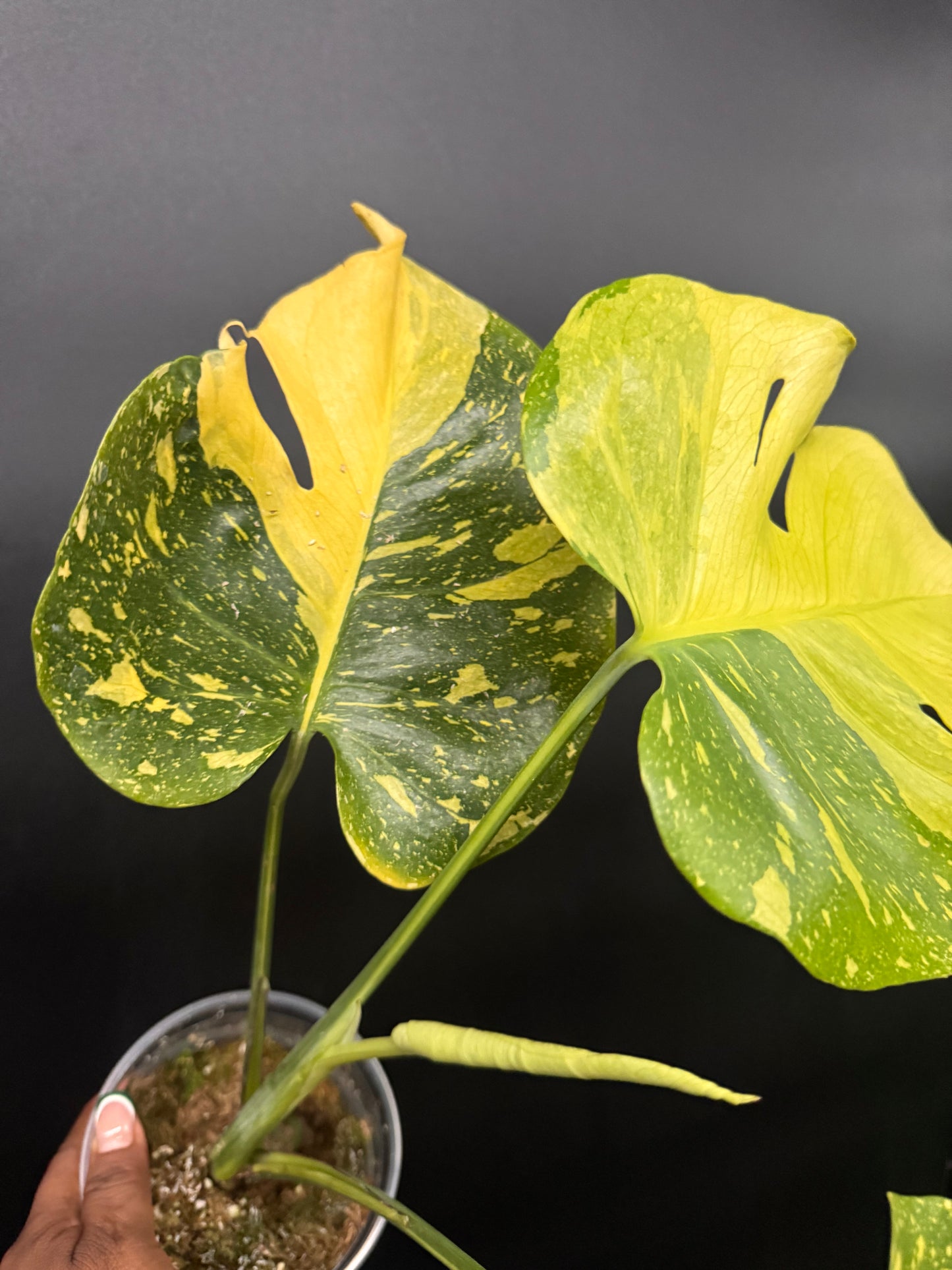 🔥🪴🦄Variegated Monstera Electrolyte