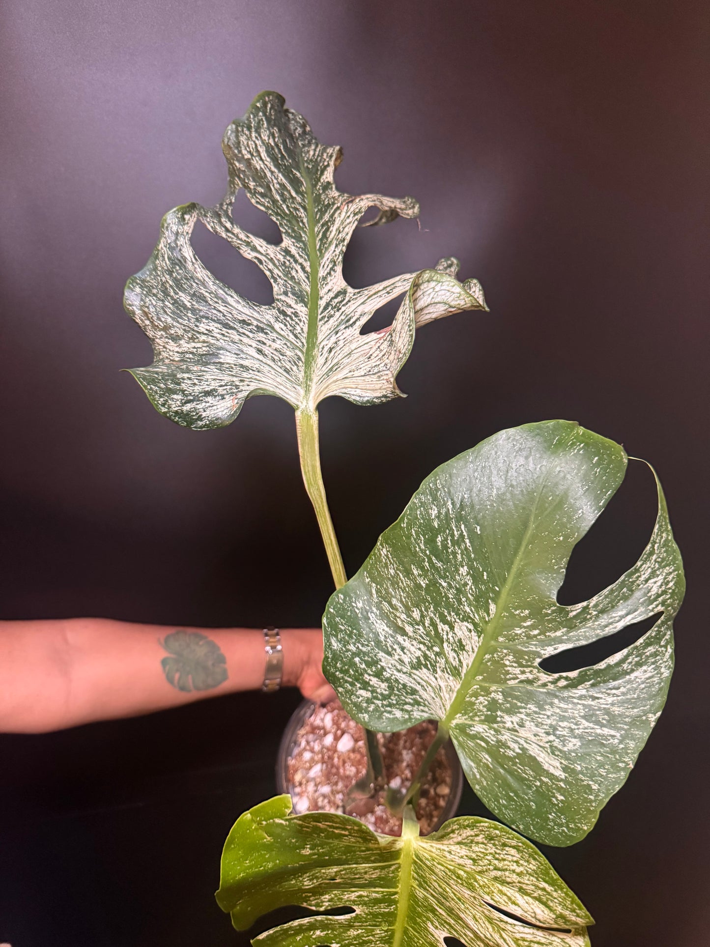 Top #1 Variegated Monstera Devil Monster🦄🦄
