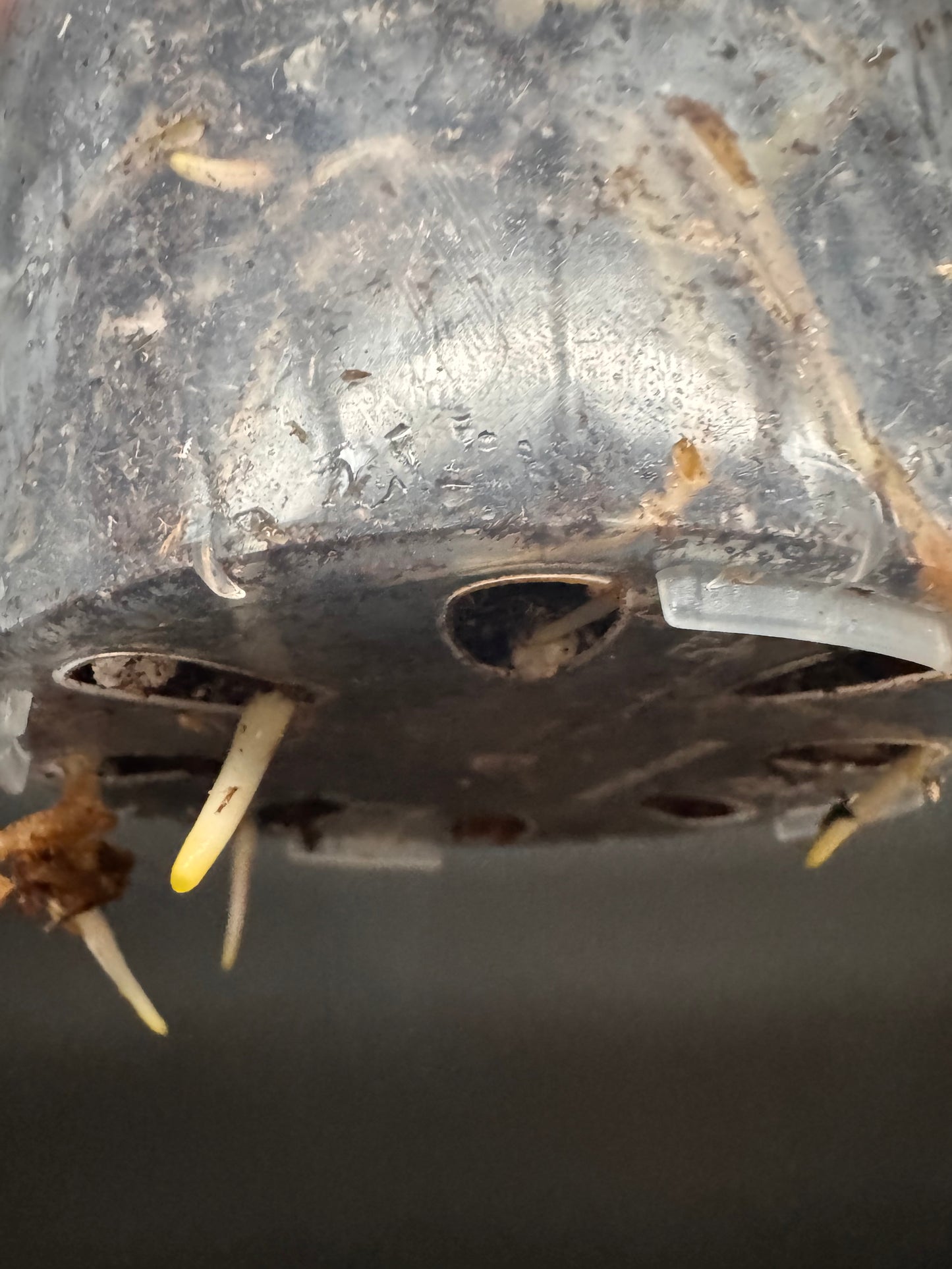 Top #1 Variegated Monstera Devil Monster🦄🦄