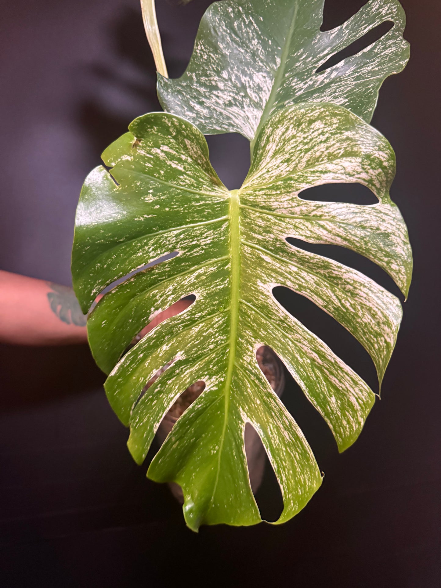 Top #1 Variegated Monstera Devil Monster🦄🦄