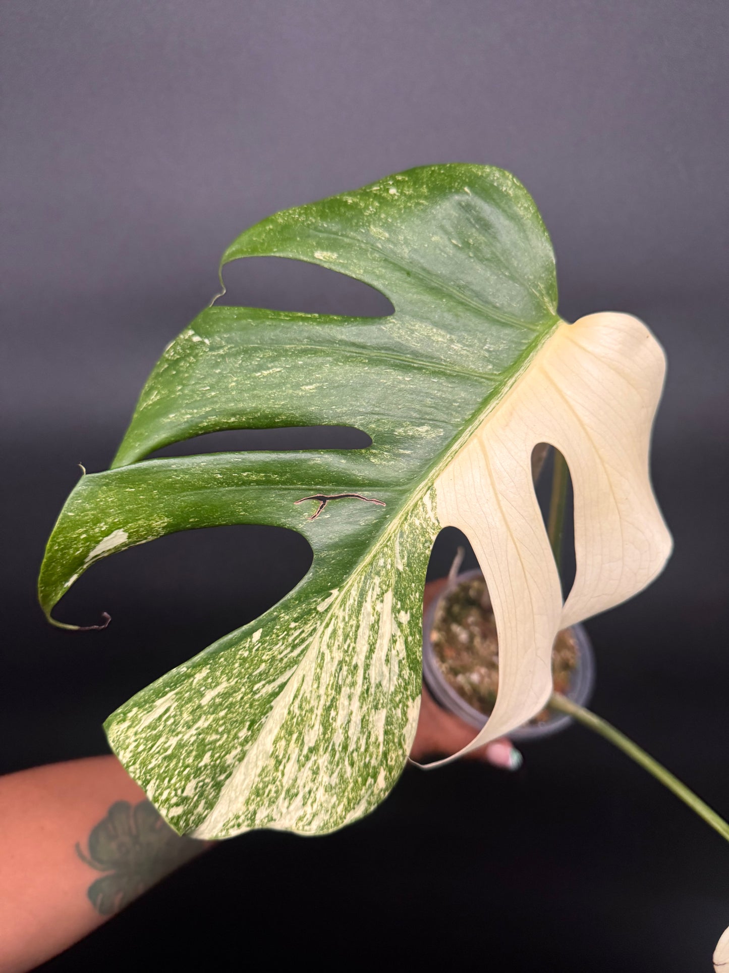 🪴🦄Variegated Monstera Platinum