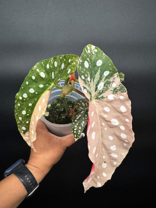 Variegated Begonia Pink Maculata | Polka-Dot Elegance in Pink