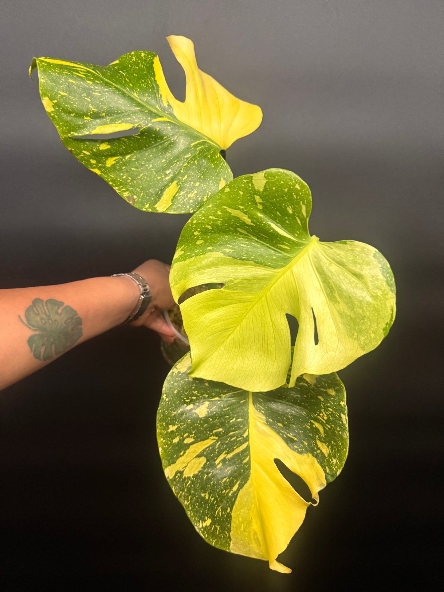 🔥🪴🦄Variegated Monstera Electrolyte