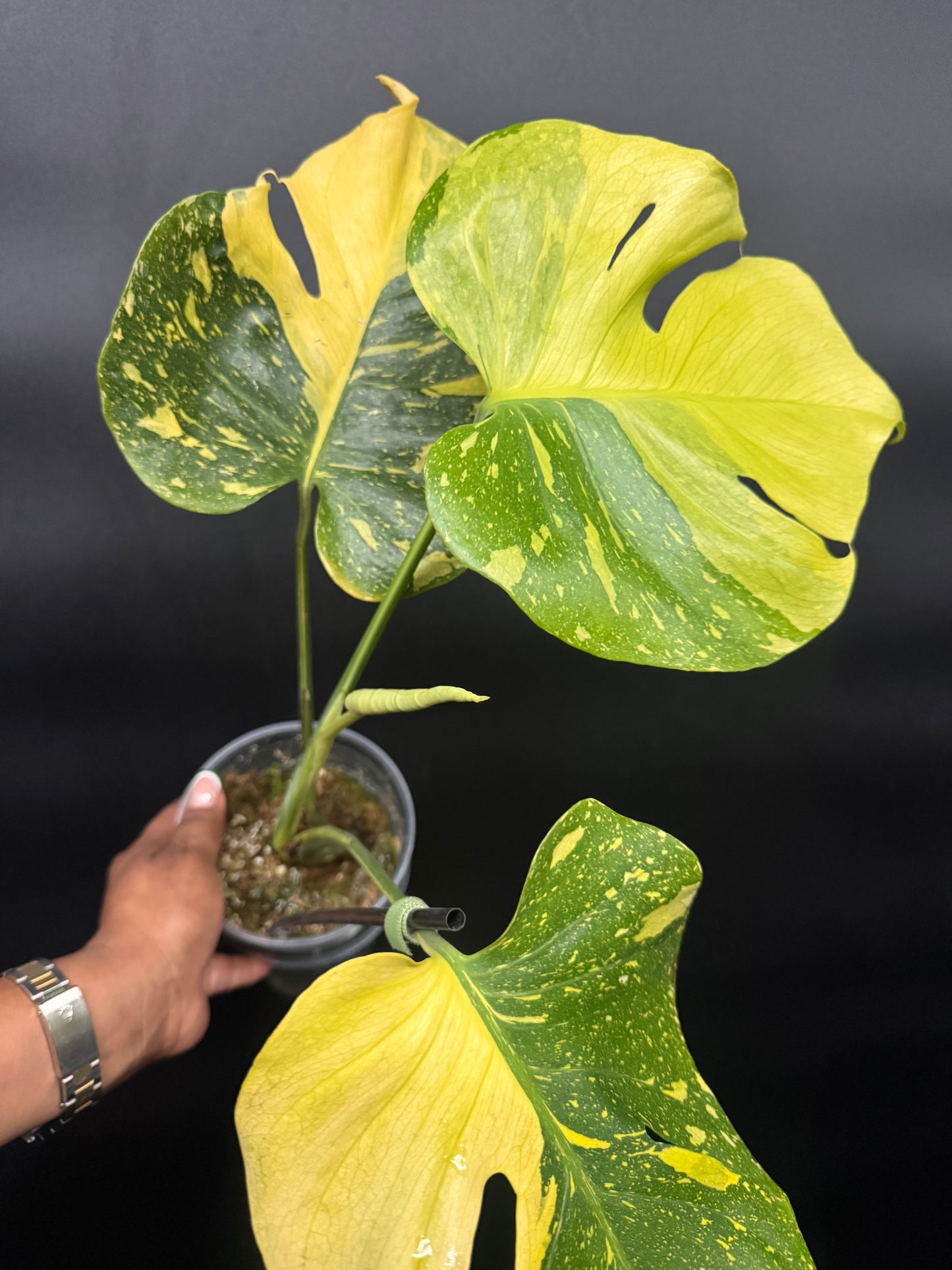 🔥🪴🦄Variegated Monstera Electrolyte