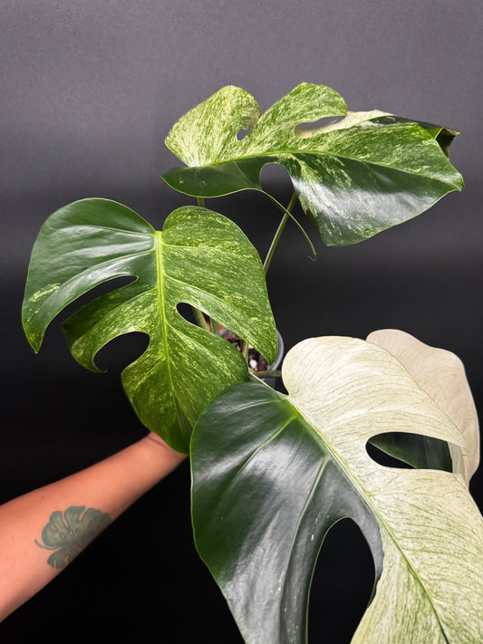 Highly Variegated Monstera Mint Noid