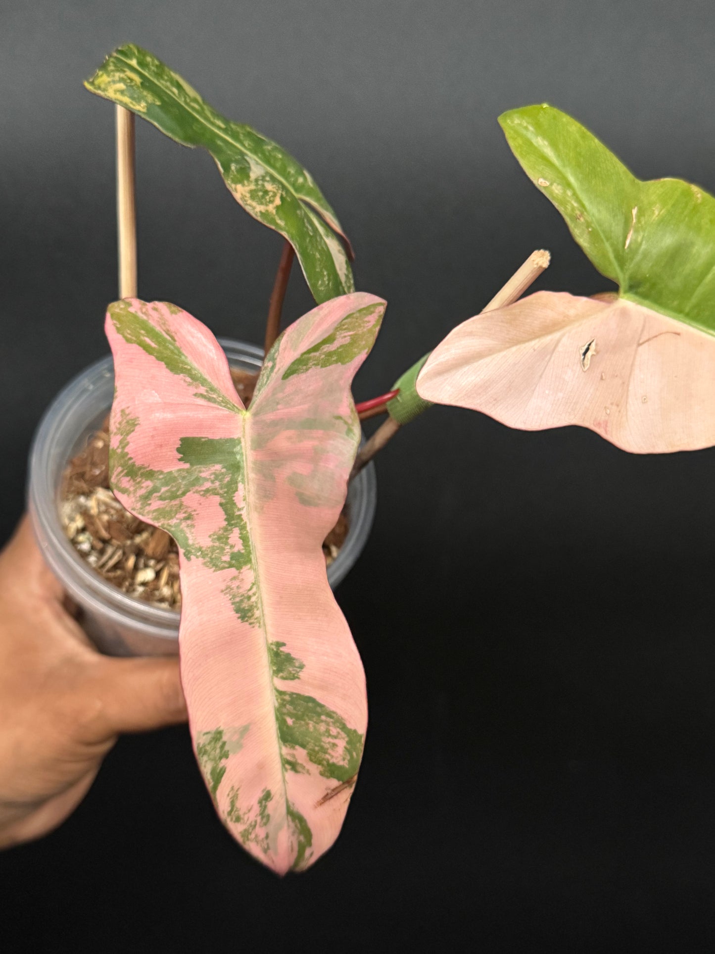 🔥🪴🦄🦄Super rare philodendron brown beauty