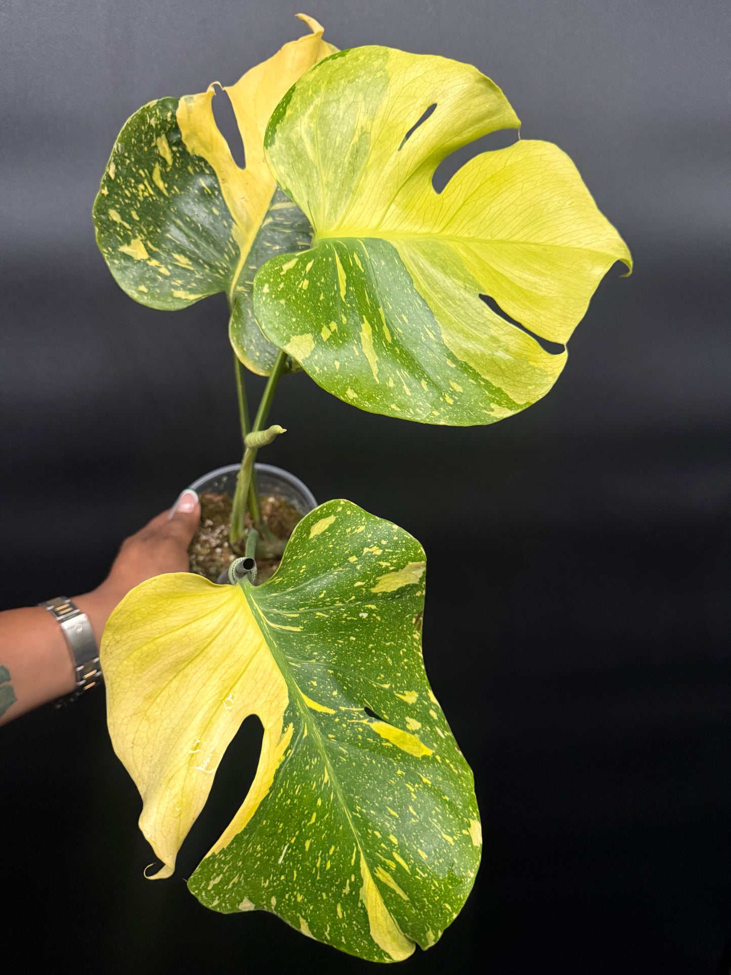 🔥🪴🦄Variegated Monstera Electrolyte