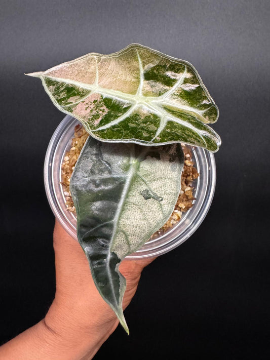 Variegated Alocasia Pink Amazónica | Bold Contrast with a Blush