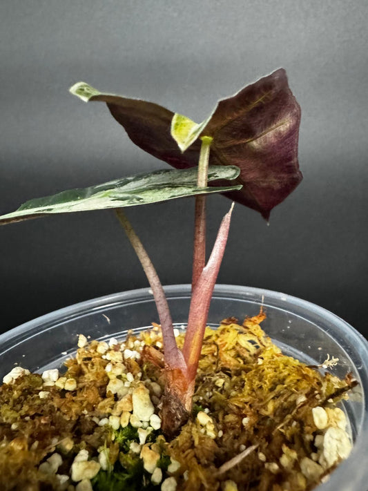 Variegated Alocasia Pink Amazónica | Bold Contrast with a Blush