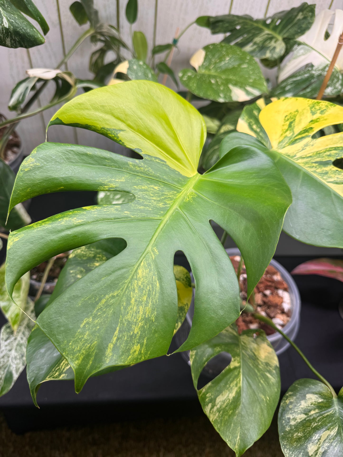 🔥Mature Monstera Pom Pom🪴🦄