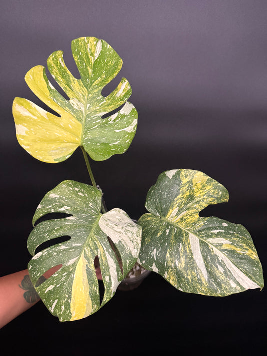 Ultra rare monstera miracle🪴🦄