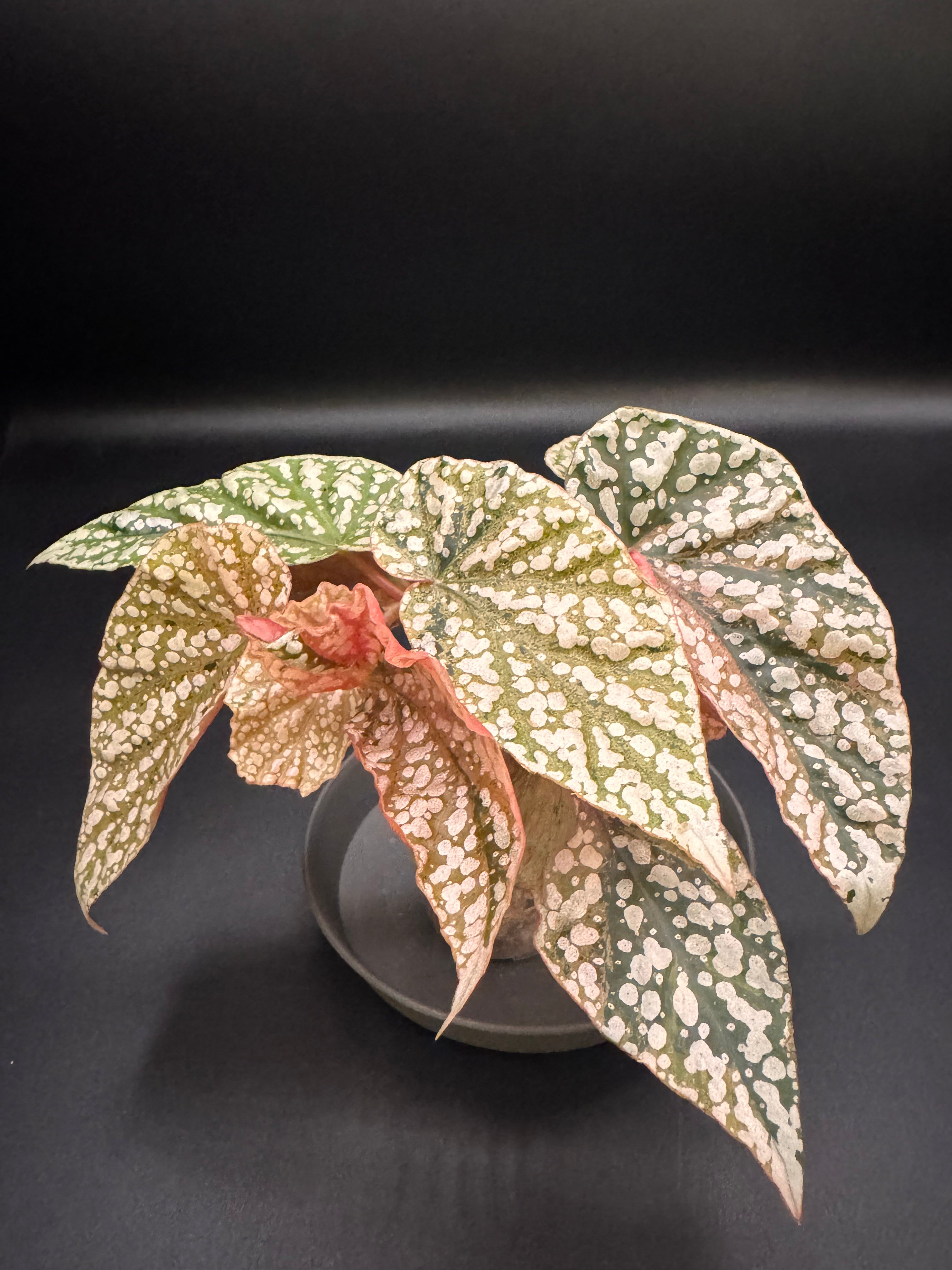 1 Begonia  Capped pink ベゴニア スノーキャップド Begonia Snow Capped pink ベゴニア スノーキャップド