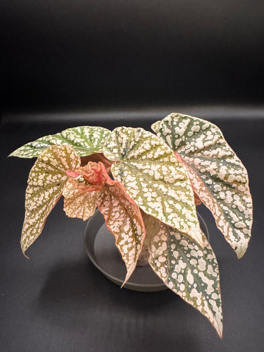 Pink Variegated Begonia Snow Capped