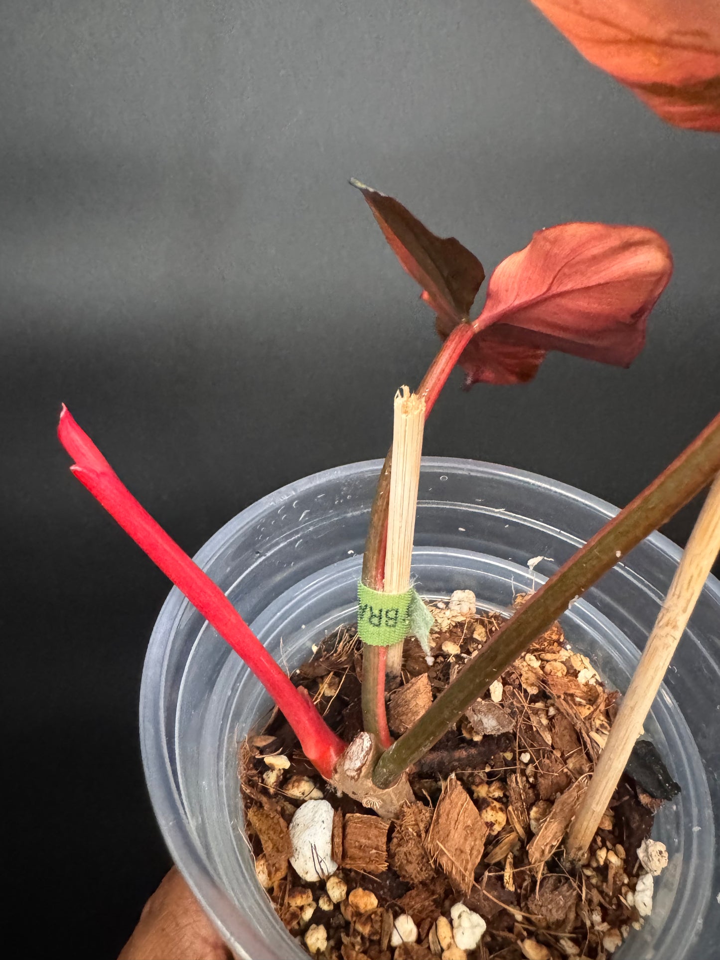 🔥🪴🦄🦄Super rare philodendron brown beauty
