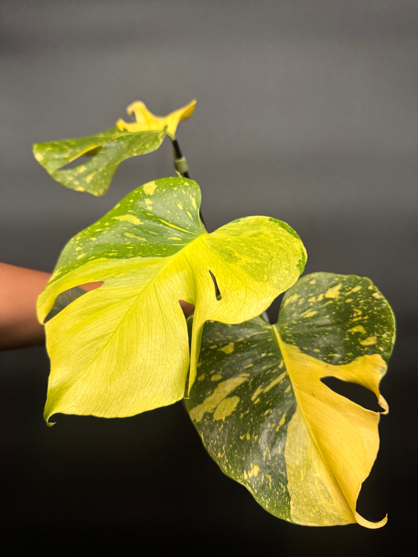 🔥🪴🦄Variegated Monstera Electrolyte