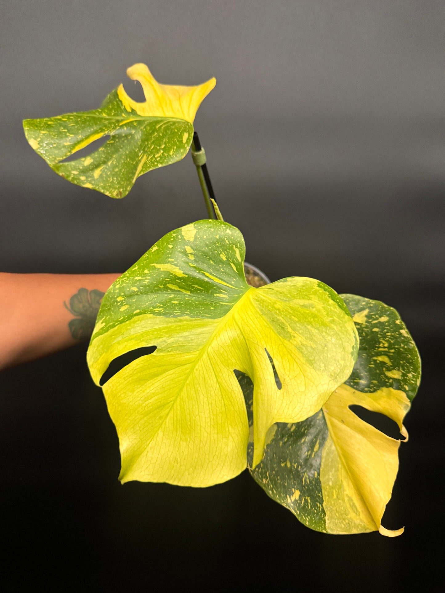 🔥🪴🦄Variegated Monstera Electrolyte