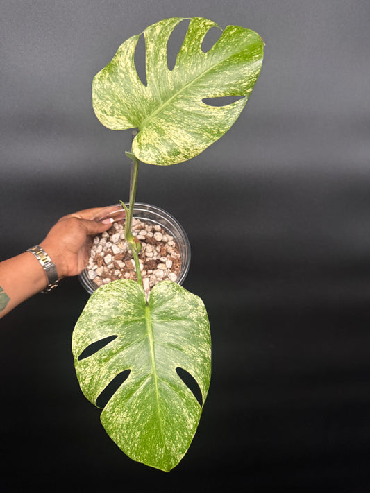 Variegated Monstera Mexican Mint