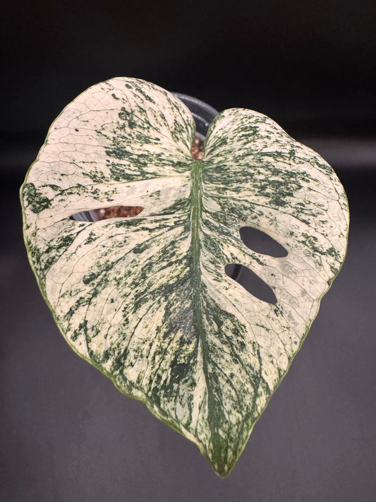 Variegated Monstera Siam Mint🦄