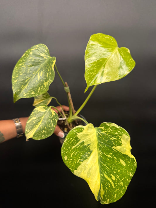Variegated Monstera Electrolyte 🪴🦄