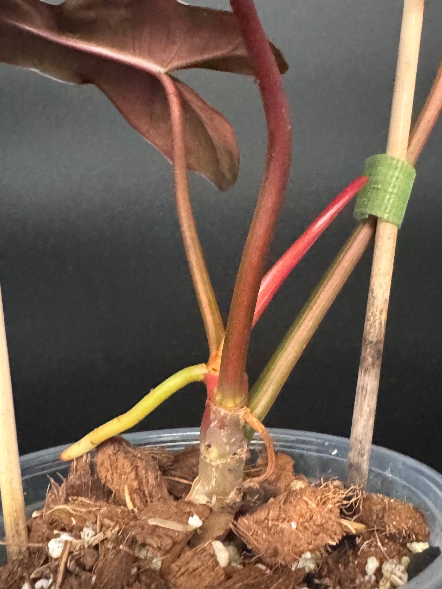 🔥🪴🦄🦄Super rare philodendron brown beauty