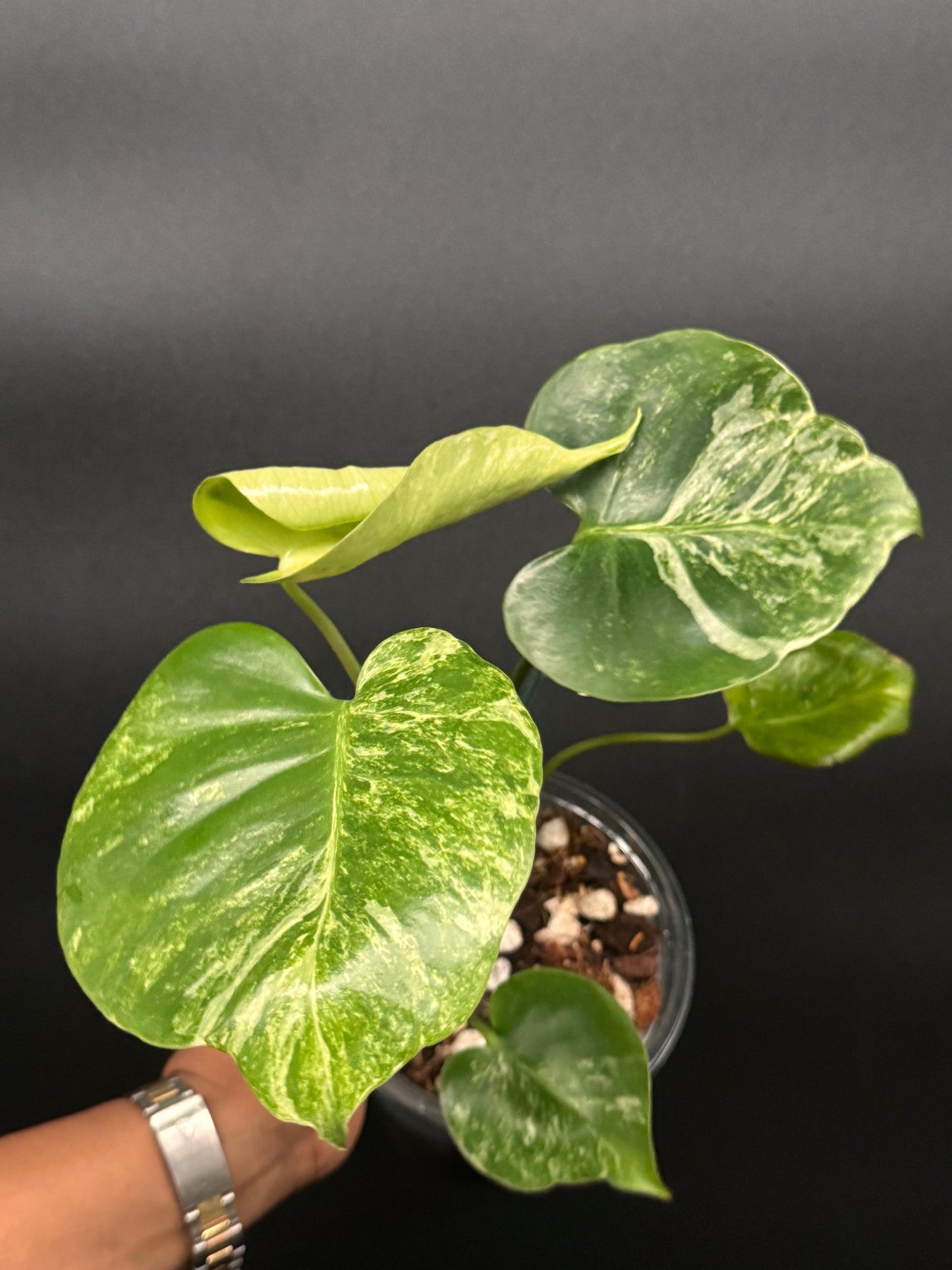 🪴🦄Variegated Monstera Ocean Mint