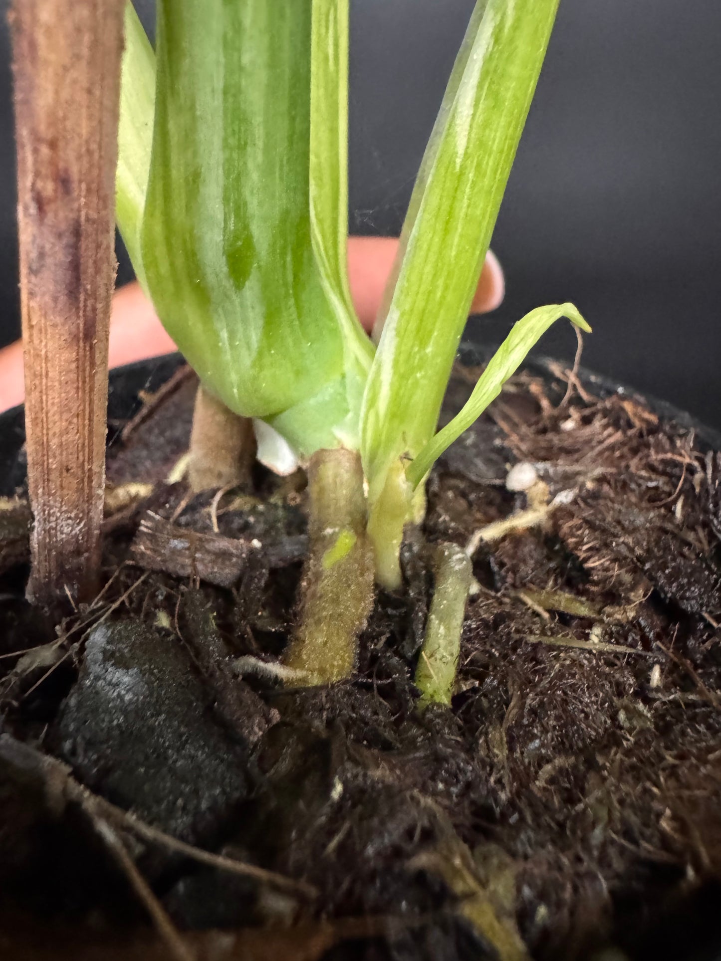 Variegated Monstera Electrolyte 🪴🦄