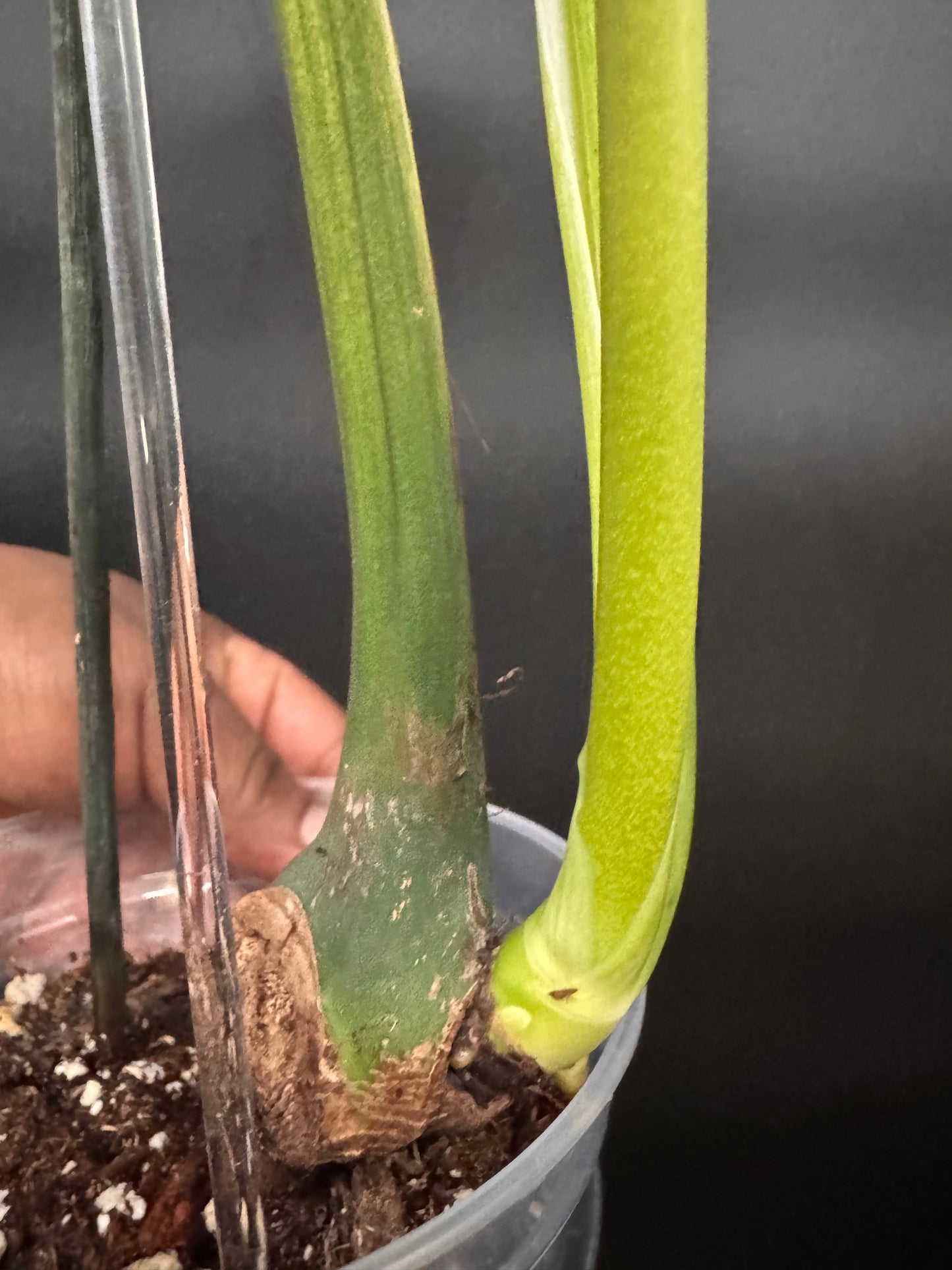 Top #1 Variegated Monstera Devil Monster🦄🦄