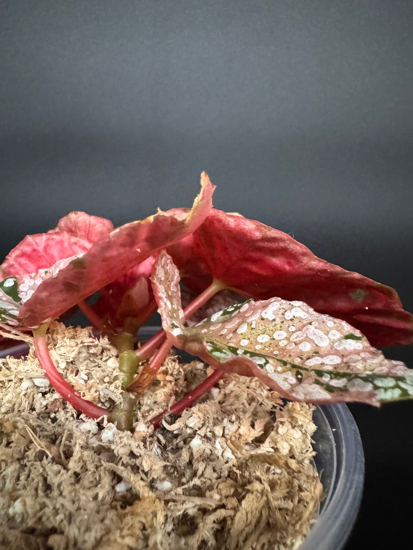 Variegated pink begonia snow capped