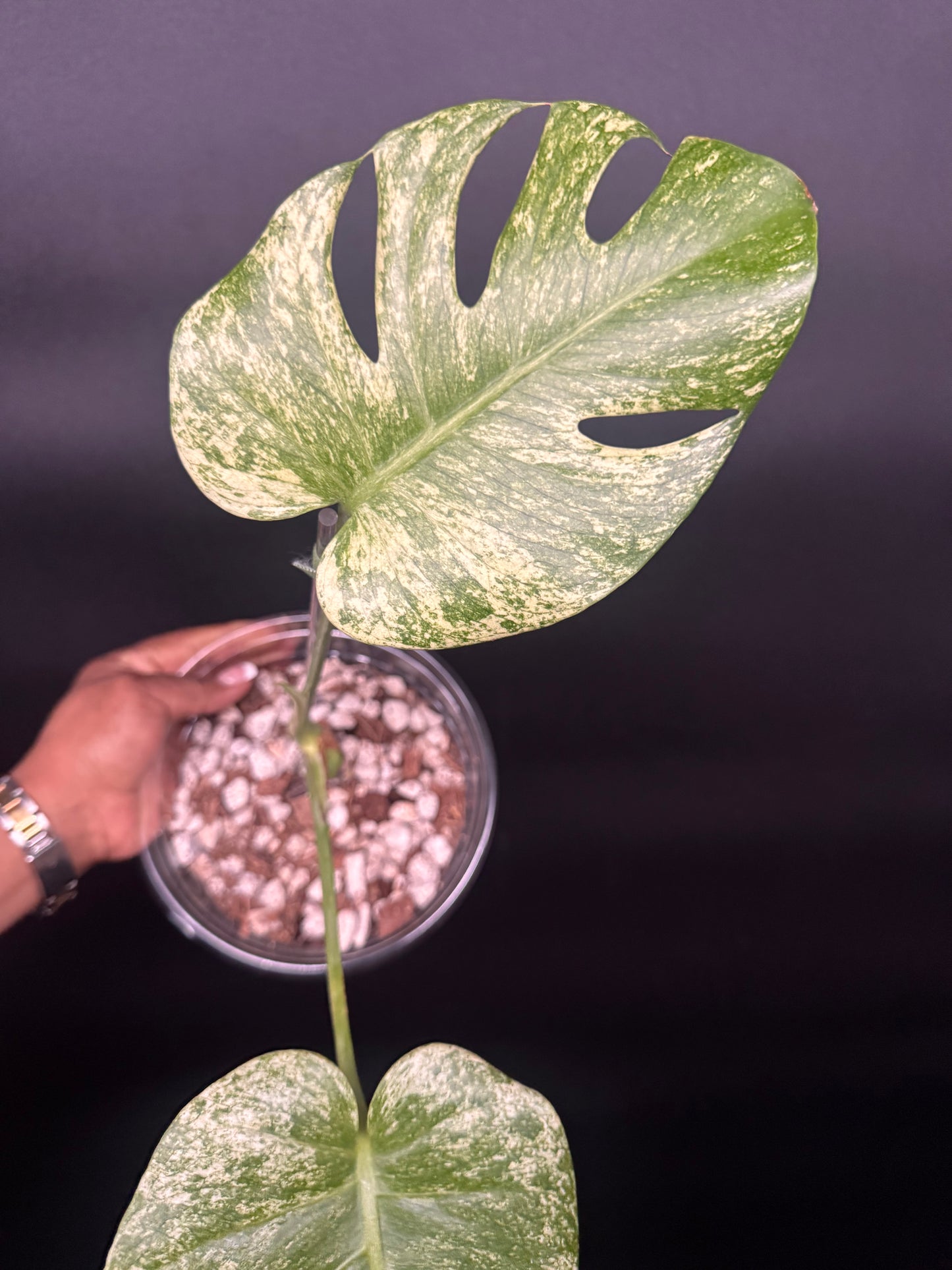 Variegated Monstera Mexican Mint