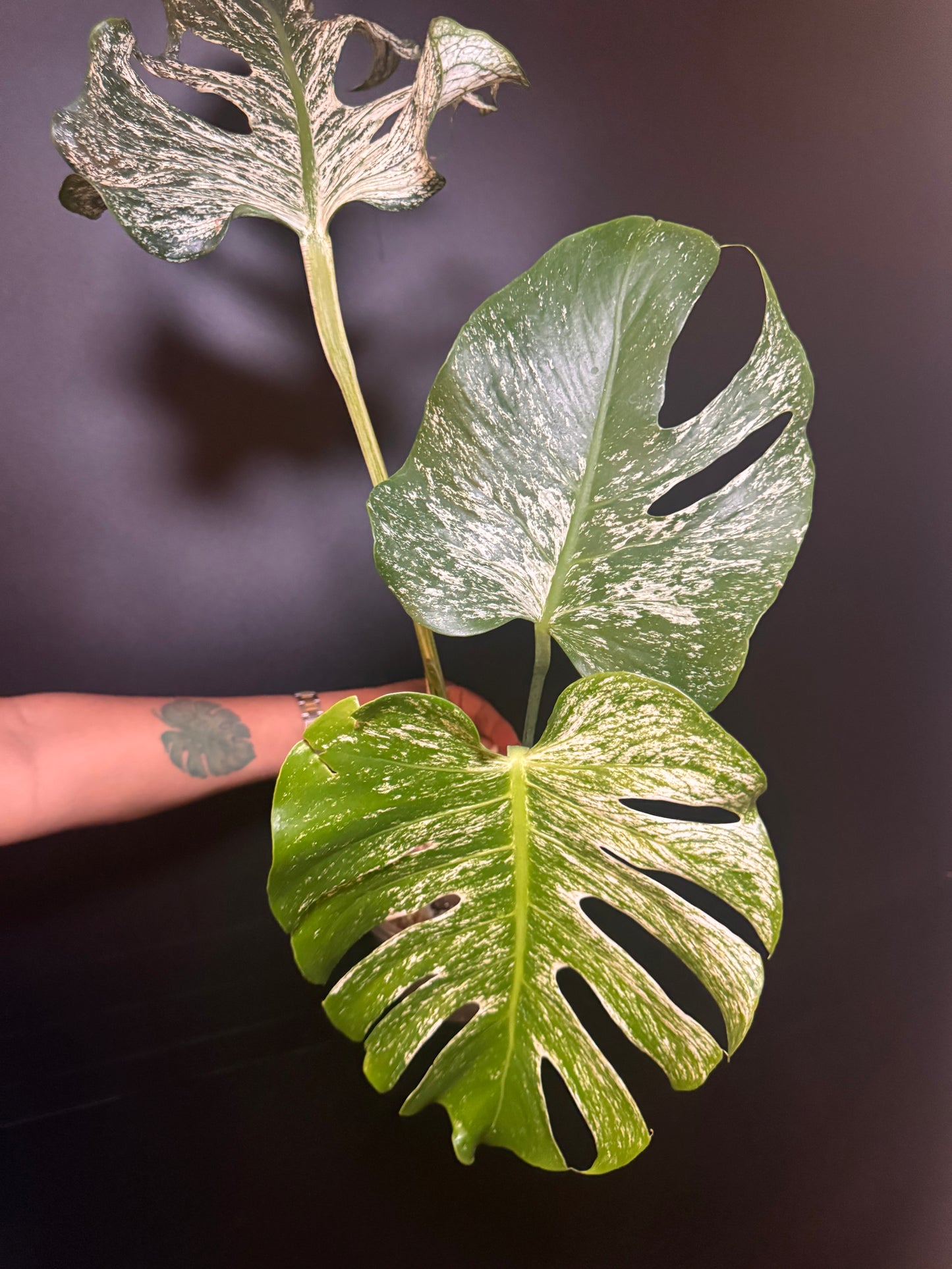 Top #1 Variegated Monstera Devil Monster🦄🦄
