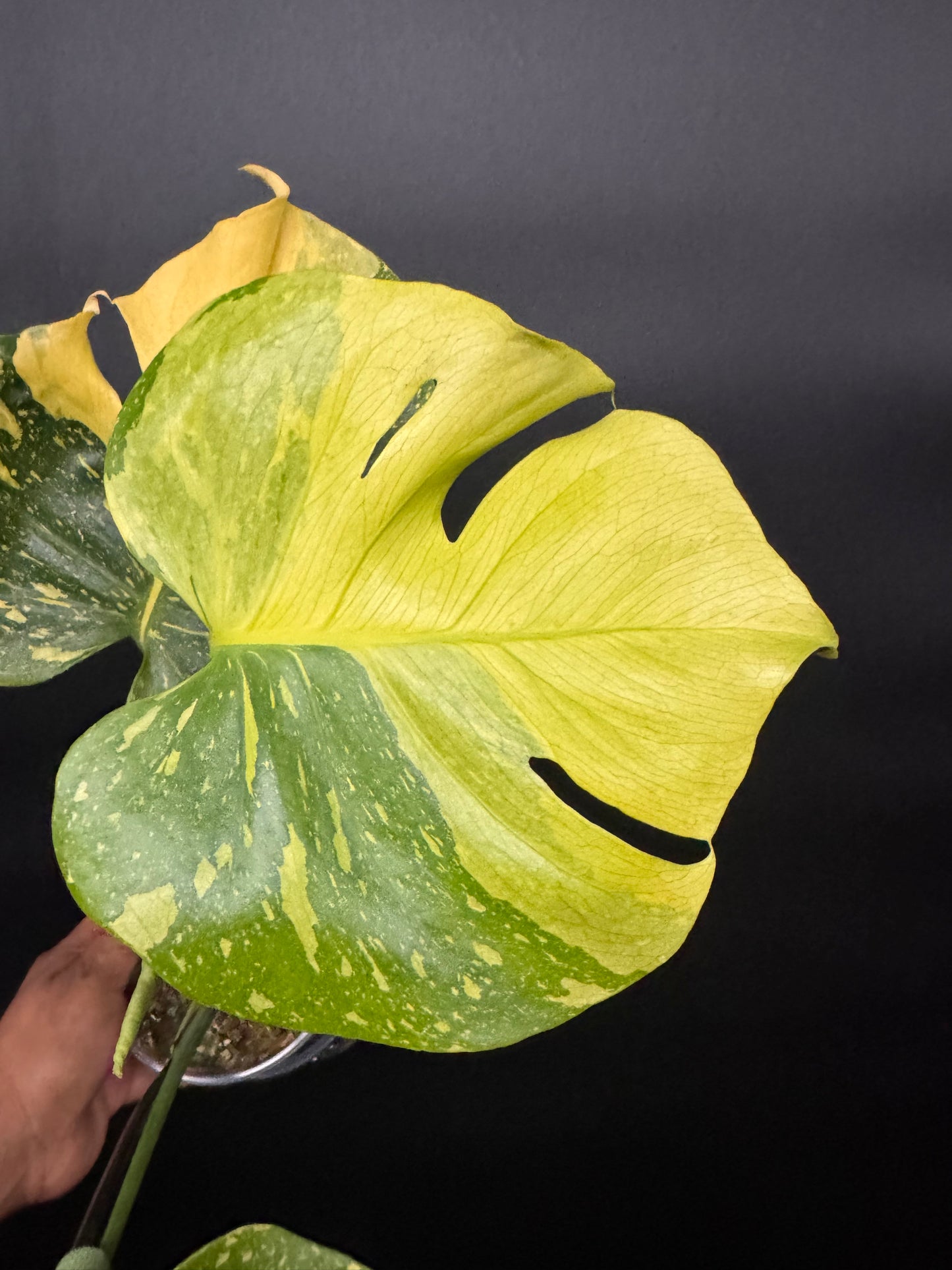 🔥🪴🦄Variegated Monstera Electrolyte