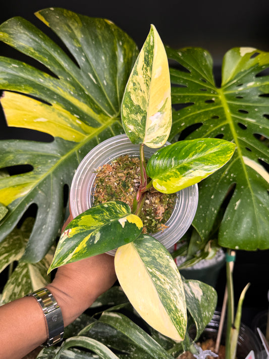 Variegated White Princess Aurea