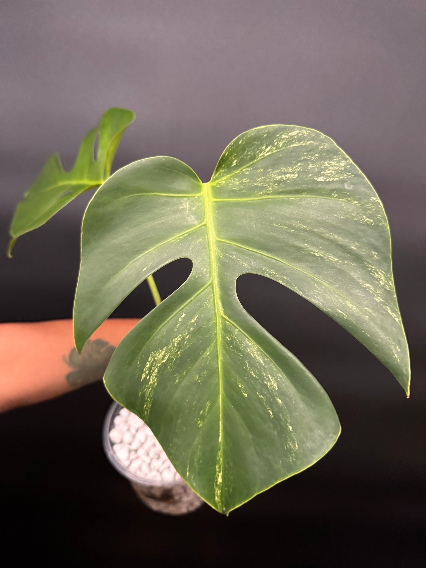 Variegated Monstera Brazilian Albo