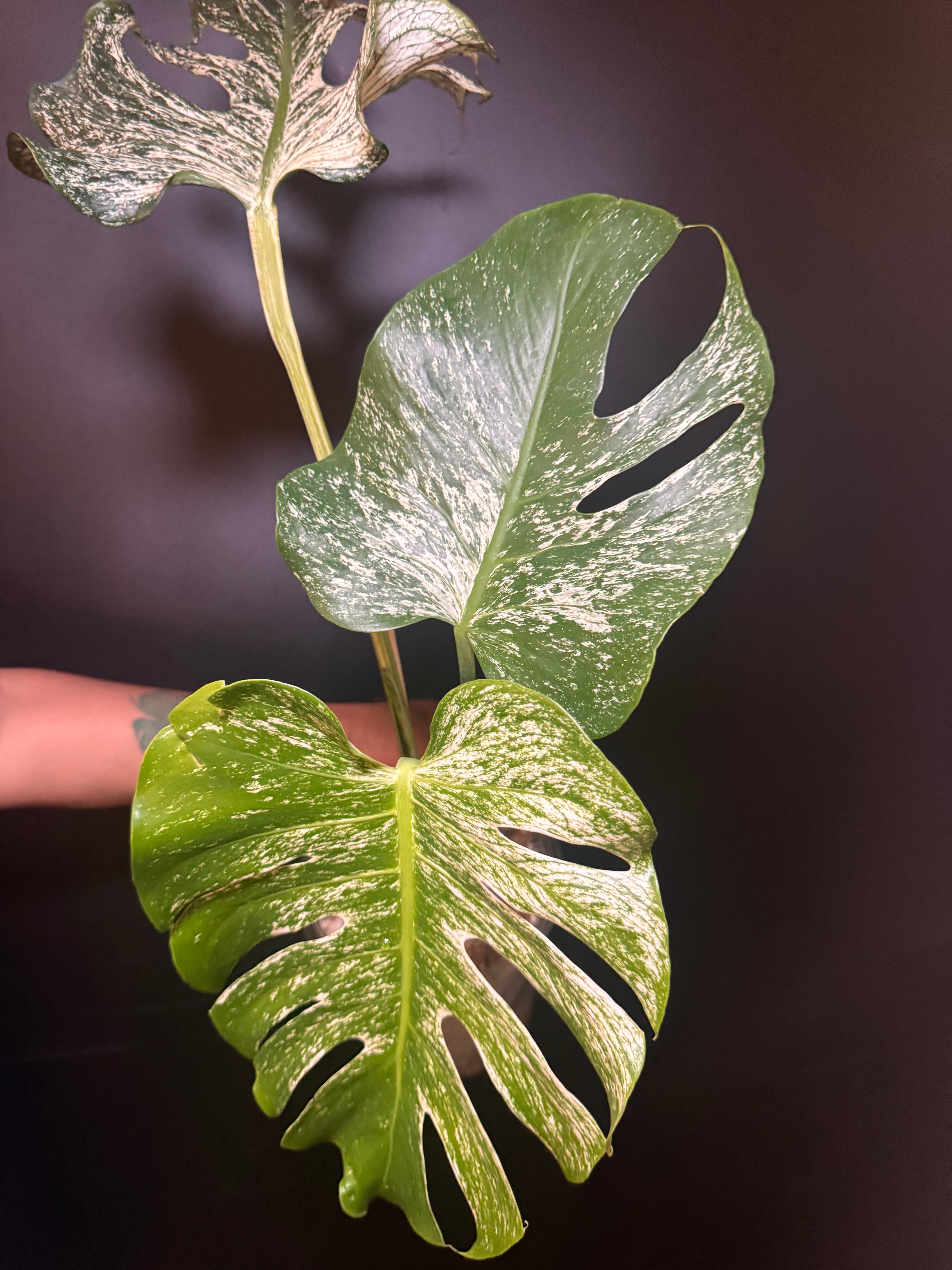 Top #1 Variegated Monstera Devil Monster🦄🦄 – Plant Gurus USA