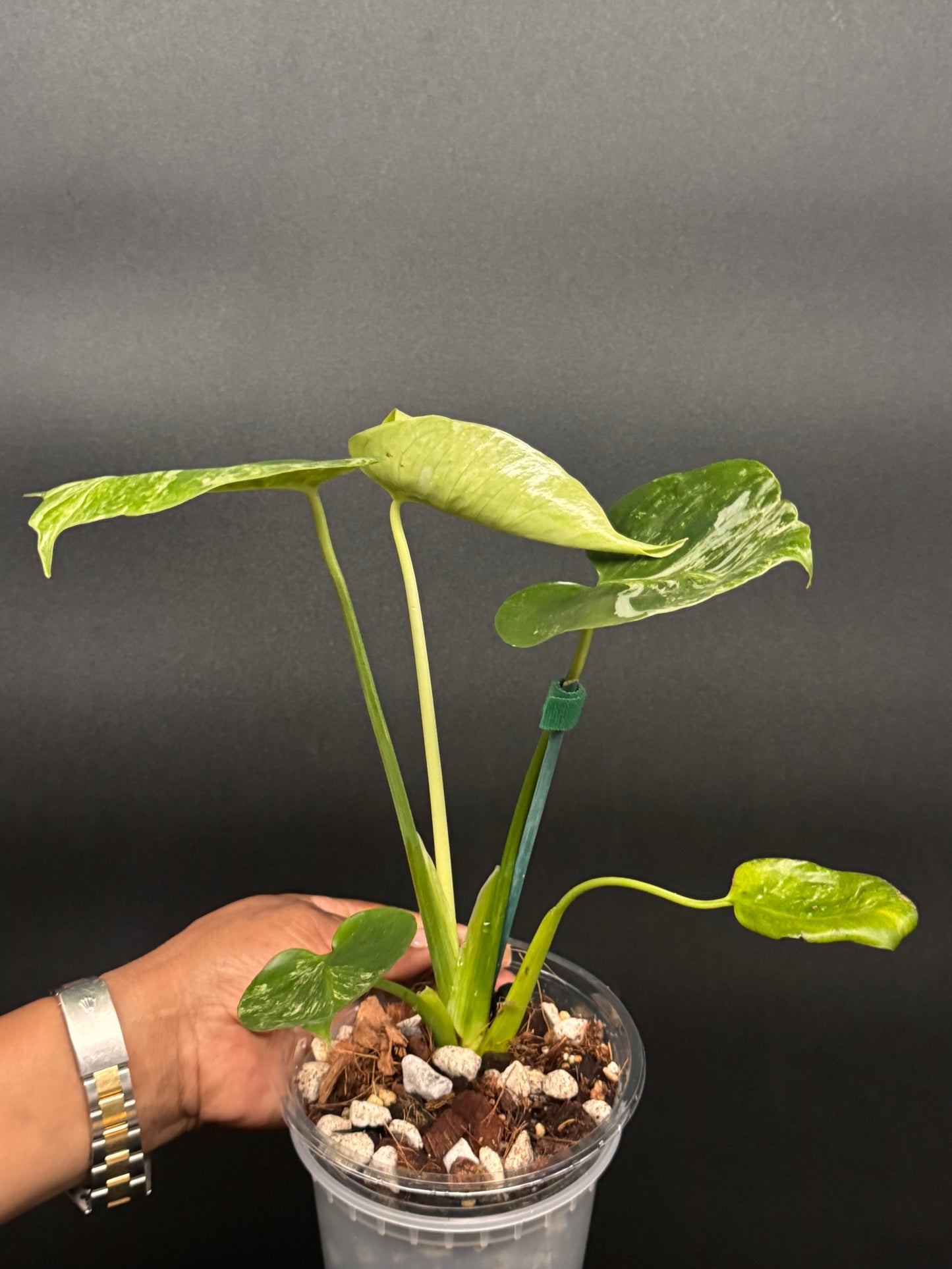 🪴🦄Variegated Monstera Ocean Mint