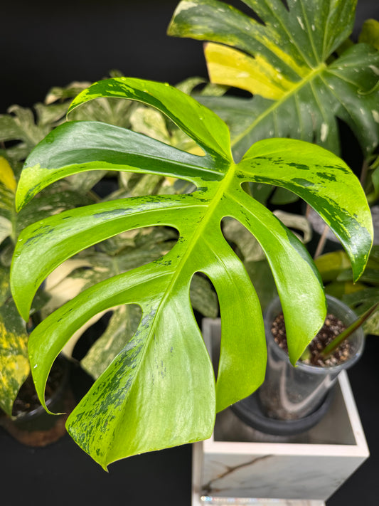 Rare Monstera Litgh Lime