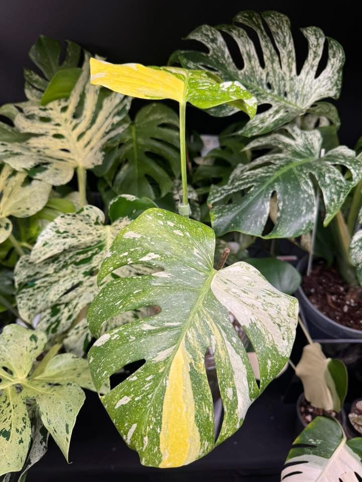 Ultra rare monstera miracle🪴🦄