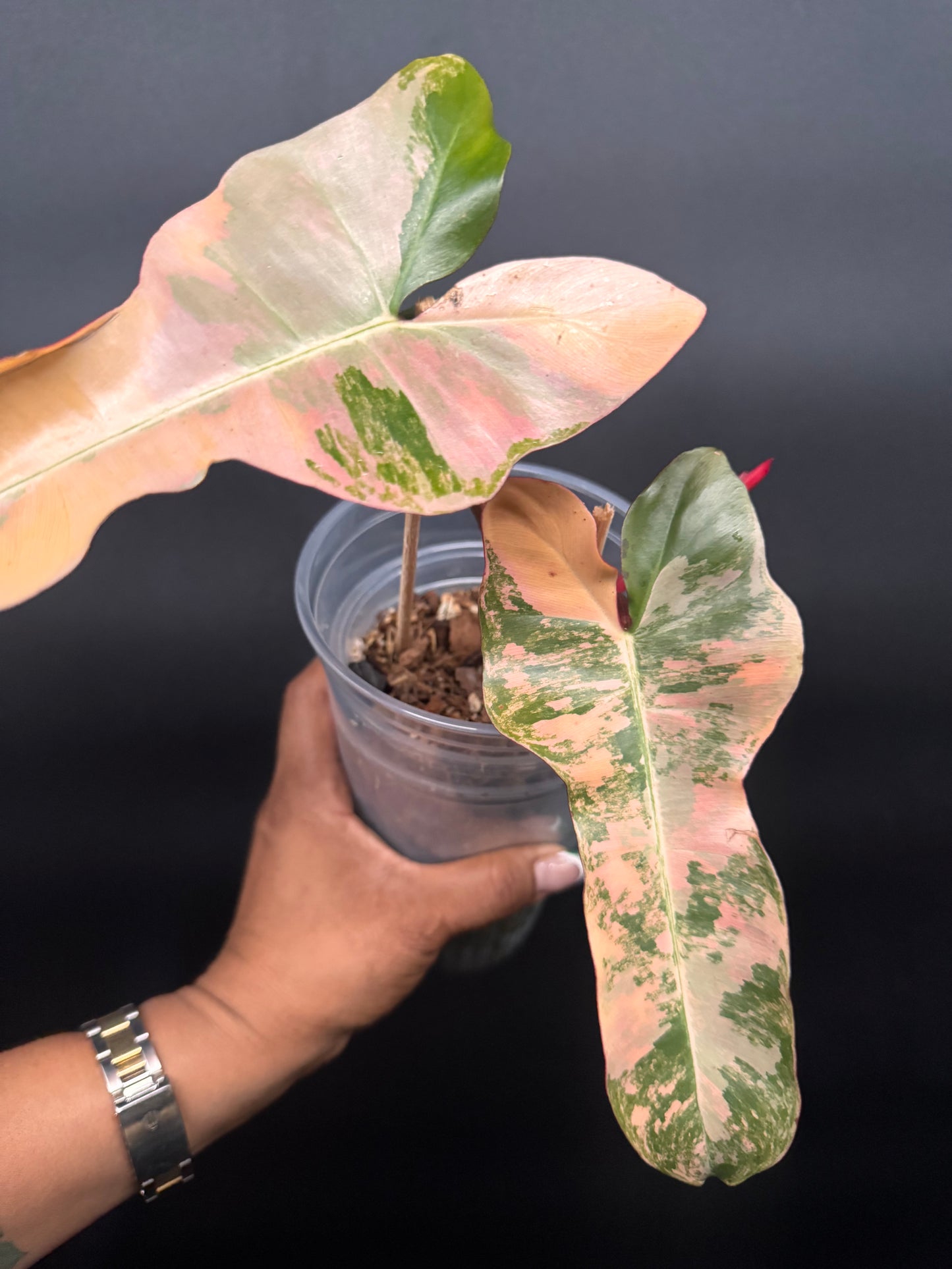🔥🪴🦄🦄Super rare philodendron brown beauty